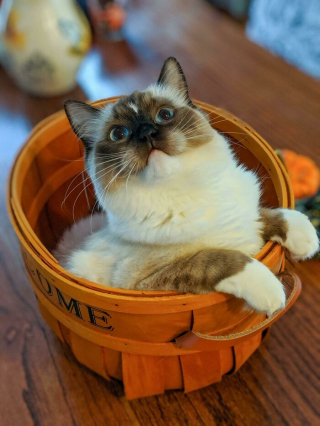 Illustration de l'article : 20 photos de Ragdolls qui vous assureront votre dose de bonne humeur pour la journée