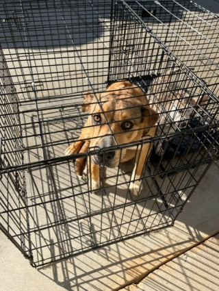 Illustration de l'article : 2 chiens ont été abandonnés à l’entrée d’un refuge, avec un triste mot laissé par leur propriétaire