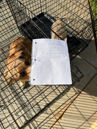 Illustration de l'article : 2 chiens ont été abandonnés à l’entrée d’un refuge, avec un triste mot laissé par leur propriétaire