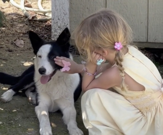 Illustration de l'article : Une chienne errante se libère de ses craintes grâce à l’amour d’une jeune fille qui a bouleversé sa vie (vidéo)