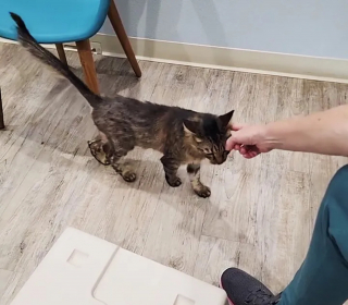 Illustration de l'article : Une chatte errante choisit un magasin au hasard et y entre en miaulant pour changer de vie