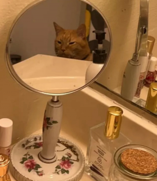 Illustration de l'article : 14 photos drôles de chats ne sachant pas vraiment quoi penser face à leur reflet dans le miroir