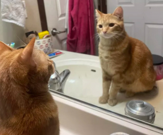 Illustration de l'article : 14 photos drôles de chats ne sachant pas vraiment quoi penser face à leur reflet dans le miroir