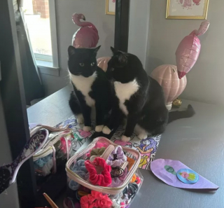 Illustration de l'article : 14 photos drôles de chats ne sachant pas vraiment quoi penser face à leur reflet dans le miroir