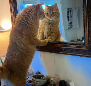 Illustration de l'article : 14 photos drôles de chats ne sachant pas vraiment quoi penser face à leur reflet dans le miroir