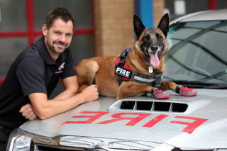 Illustration de l'article : Découvrez comment la nouvelle recrue canine des pompiers déjoue les actes criminels des pyromanes
