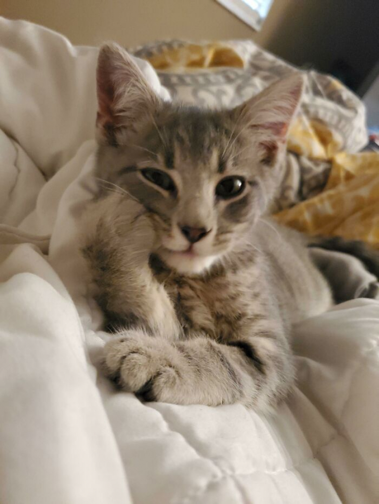 https://www.woopets.fr/assets/ckeditor/2023/apr/actualities/23208/xl/xx-portraits-d-animaux-si-photogeniques-qu-on-ne-peut-ne-pas-en-tomber-amoureux-83702740e.jpg