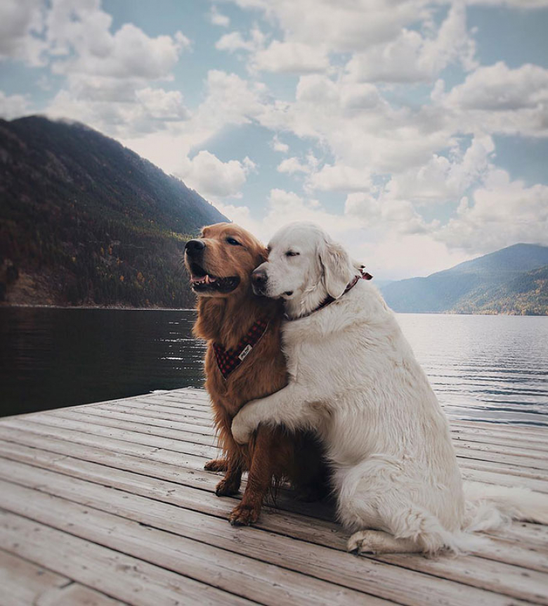 https://www.woopets.fr/assets/ckeditor/2023/apr/actualities/23208/xl/xx-portraits-d-animaux-si-photogeniques-qu-on-ne-peut-ne-pas-en-tomber-amoureux-aae5e1722.jpg