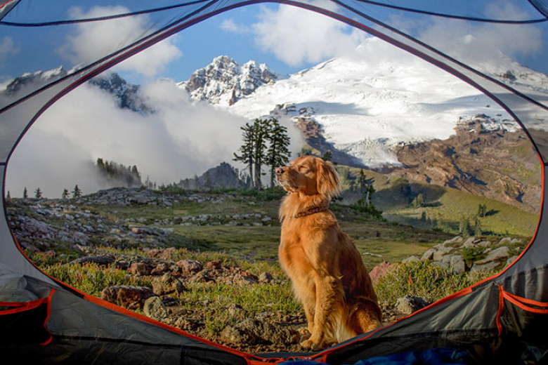 https://www.woopets.fr/assets/ckeditor/2023/apr/actualities/23208/xl/xx-portraits-d-animaux-si-photogeniques-qu-on-ne-peut-ne-pas-en-tomber-amoureux-be0be9f2d.jpg