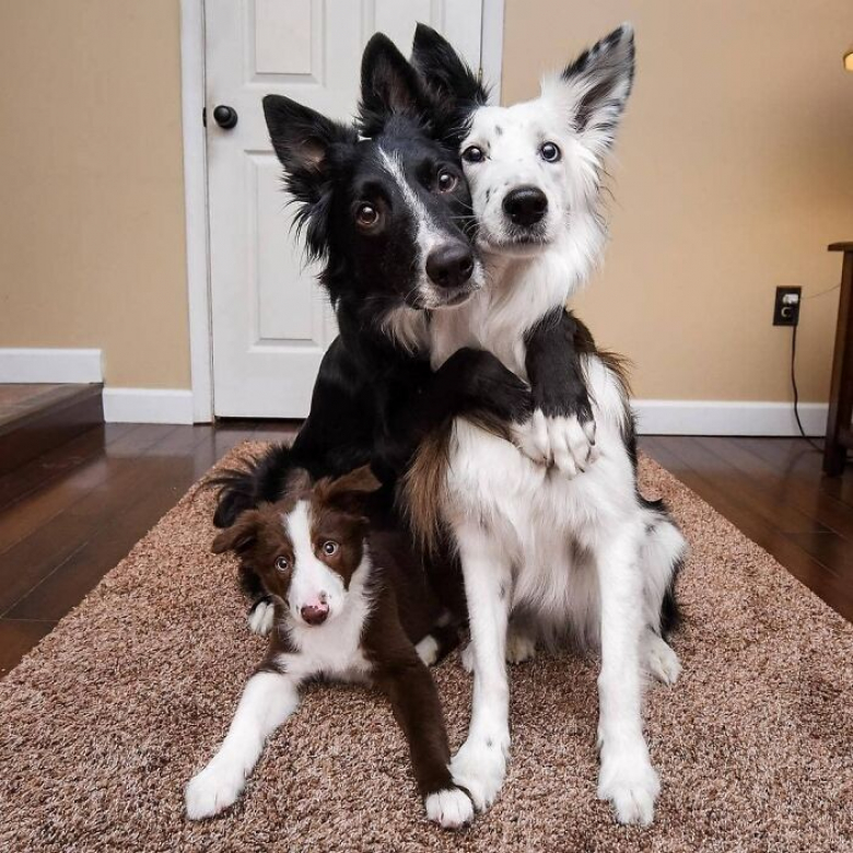 https://www.woopets.fr/assets/ckeditor/2023/apr/actualities/23208/xl/xx-portraits-d-animaux-si-photogeniques-qu-on-ne-peut-ne-pas-en-tomber-amoureux-d86c60e6b.jpg