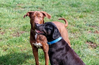 Illustration de l'article : Un refuge du Calvados est à la recherche d'une double adoption pour 2 chiens fusionnels (vidéo)