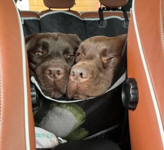 Illustration de l'article : 16 photos de chiens amateurs de road trips et piaffant d'impatience à l'approche du départ