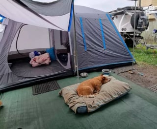 Illustration de l'article : 16 photos de chiens amateurs de road trips et piaffant d'impatience à l'approche du départ