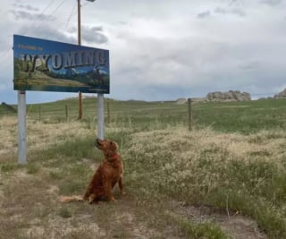 Illustration de l'article : 16 photos de chiens amateurs de road trips et piaffant d'impatience à l'approche du départ