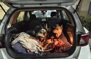 Illustration de l'article : 16 photos de chiens amateurs de road trips et piaffant d'impatience à l'approche du départ