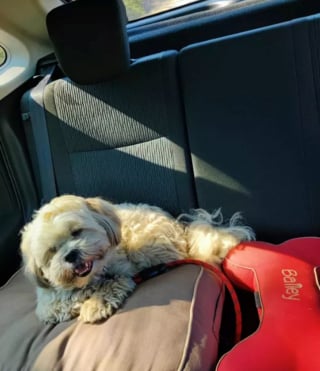 Illustration de l'article : 16 photos de chiens amateurs de road trips et piaffant d'impatience à l'approche du départ