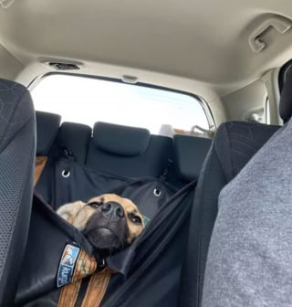 Illustration de l'article : 16 photos de chiens amateurs de road trips et piaffant d'impatience à l'approche du départ