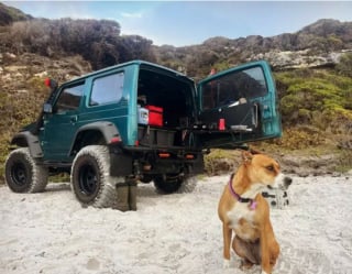 Illustration de l'article : 16 photos de chiens amateurs de road trips et piaffant d'impatience à l'approche du départ