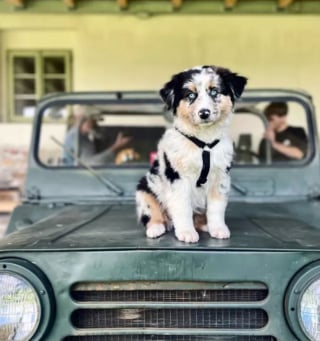 Illustration de l'article : 16 photos de chiens amateurs de road trips et piaffant d'impatience à l'approche du départ