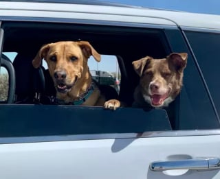 Illustration de l'article : 16 photos de chiens amateurs de road trips et piaffant d'impatience à l'approche du départ