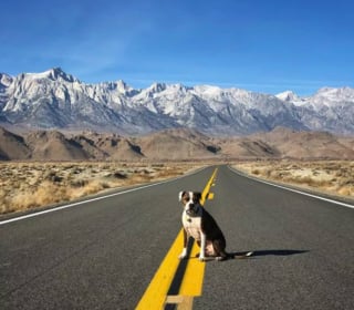 Illustration de l'article : 16 photos de chiens amateurs de road trips et piaffant d'impatience à l'approche du départ