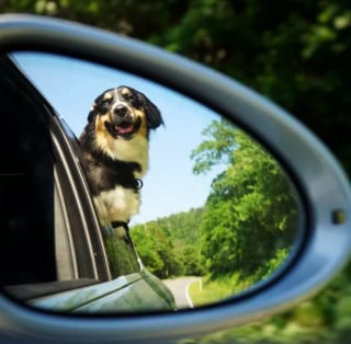 Illustration de l'article : 16 photos de chiens amateurs de road trips et piaffant d'impatience à l'approche du départ