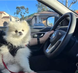 Illustration de l'article : 16 photos de chiens amateurs de road trips et piaffant d'impatience à l'approche du départ