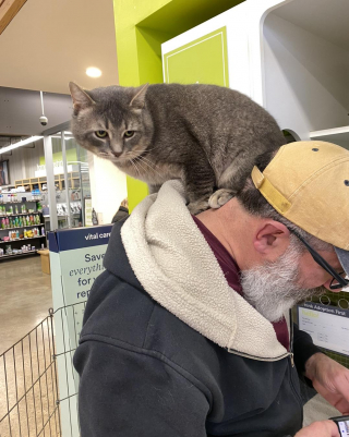 Illustration de l'article : Un chat en demande d'affection peine à séduire les adoptants potentiels et voit son séjour s'éterniser au refuge