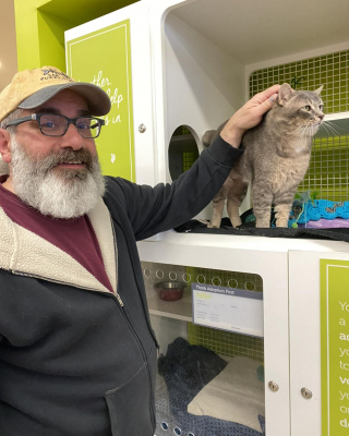 Illustration de l'article : Un chat en demande d'affection peine à séduire les adoptants potentiels et voit son séjour s'éterniser au refuge