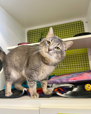 Illustration de l'article : Un chat en demande d'affection peine à séduire les adoptants potentiels et voit son séjour s'éterniser au refuge