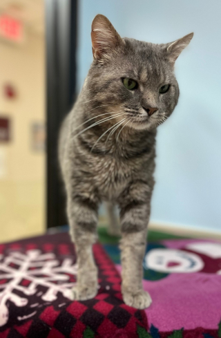Illustration de l'article : À cause de sa maladie, ce chat affectueux ne parvient pas à trouver la famille de ses rêves