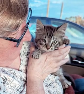 Illustration de l'article : Le parcours émouvant de Sailor et Paulie : quand l'amitié entre 2 chatons rescapés transforme leurs vies