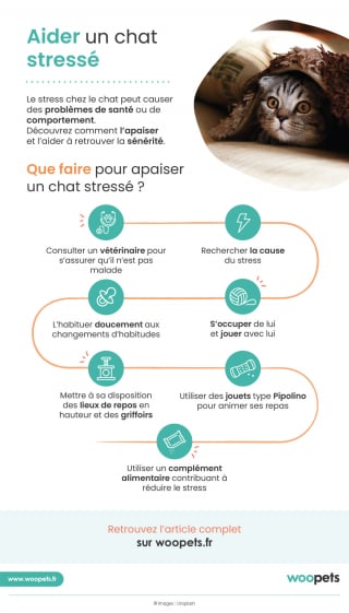 Stress chez le chat : comment reconnaître un chat stressé ?