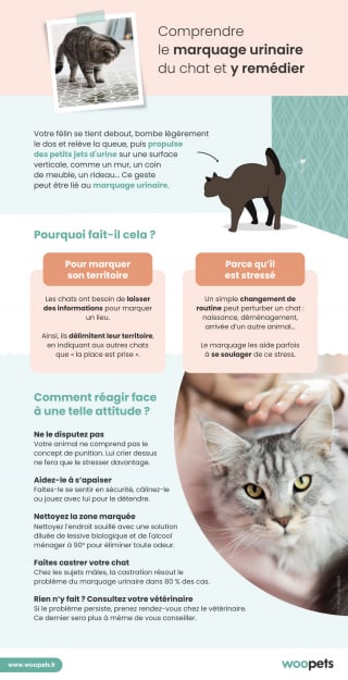 Marquage urinaire chez le chat ou le chien : quelles solutions