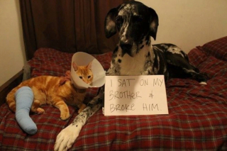 Illustration de l'article : 20 photos de chiens et de chats ayant dû ravaler leur fierté car pris en flagrant délit de bêtise