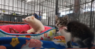 Illustration de l'article : Quand 2 survivants deviennent amis : Le parcours émouvant d'un chaton et d'un furet en quête d'un foyer aimant