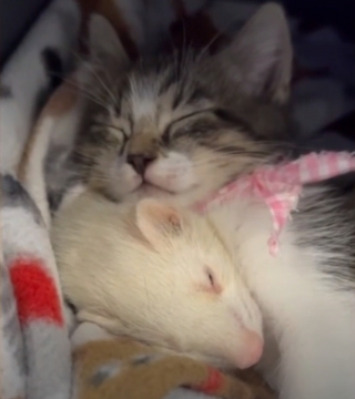Illustration de l'article : Quand 2 survivants deviennent amis : Le parcours émouvant d'un chaton et d'un furet en quête d'un foyer aimant