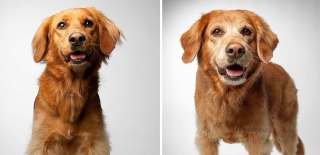 Illustration de l'article : 20 photos capturant l'évolution touchante de jeunes chiens devenus séniors