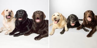 Illustration de l'article : 20 photos capturant l'évolution touchante de jeunes chiens devenus séniors