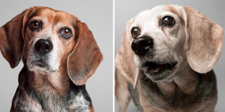 Illustration de l'article : 20 photos capturant l'évolution touchante de jeunes chiens devenus séniors