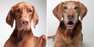 Illustration de l'article : 20 photos capturant l'évolution touchante de jeunes chiens devenus séniors