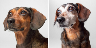 Illustration de l'article : 20 photos capturant l'évolution touchante de jeunes chiens devenus séniors
