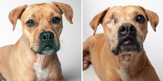 Illustration de l'article : 20 photos capturant l'évolution touchante de jeunes chiens devenus séniors