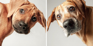 Illustration de l'article : 20 photos capturant l'évolution touchante de jeunes chiens devenus séniors