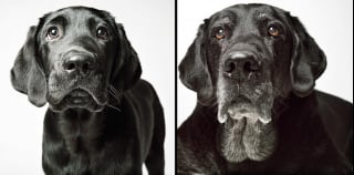 Illustration de l'article : 20 photos capturant l'évolution touchante de jeunes chiens devenus séniors