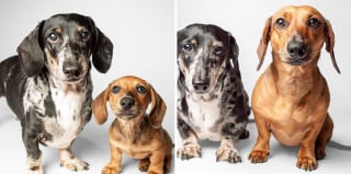Illustration de l'article : 20 photos capturant l'évolution touchante de jeunes chiens devenus séniors