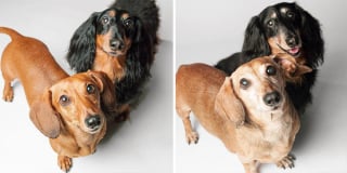Illustration de l'article : 20 photos capturant l'évolution touchante de jeunes chiens devenus séniors