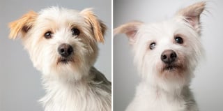 Illustration de l'article : 20 photos capturant l'évolution touchante de jeunes chiens devenus séniors