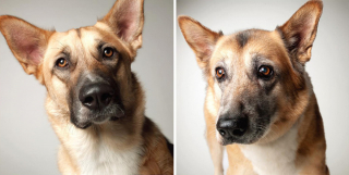 Illustration de l'article : 20 photos capturant l'évolution touchante de jeunes chiens devenus séniors