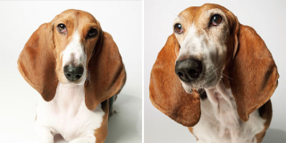 Illustration de l'article : 20 photos capturant l'évolution touchante de jeunes chiens devenus séniors